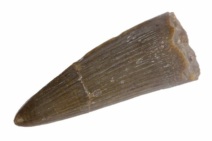 Jurassic Crocodile (Goniopholis?) Tooth - Colorado #162487